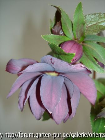 Helleborus
