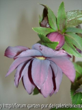 Helleborus
