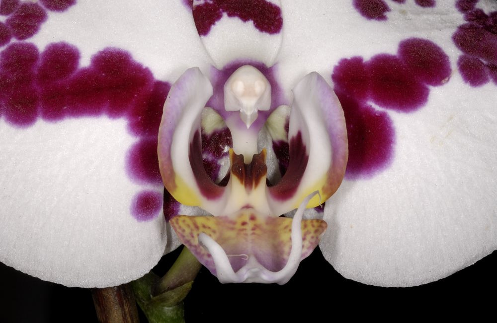 Phal I
