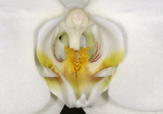 Phal II