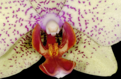 Phal III