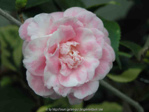 Camellia Japonica Colombo 09