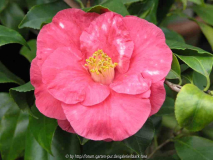 Camellia Japonica Fame var.09