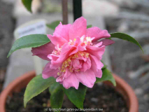 Camellia Hyb. Fragant Pink09