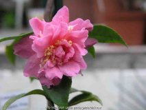 Camellia Hyb. Fragant Pink109