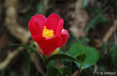 rot tulpenförmig2