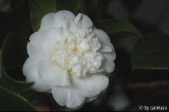 nobilissima2