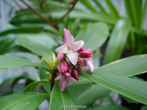 Daphne odora 2009