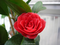 'Erebo'