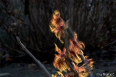 Feuerzauber bewegt