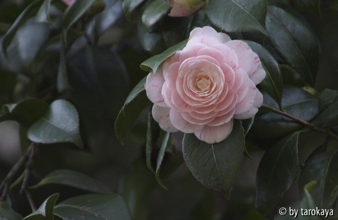 camellia isola brissago