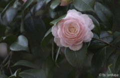 camellia isola brissago