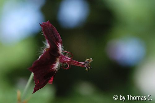 Geranium phaeum im Profil
