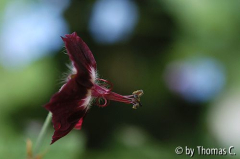 Geranium phaeum im Profil