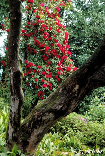 rhodo arboreum carlotta