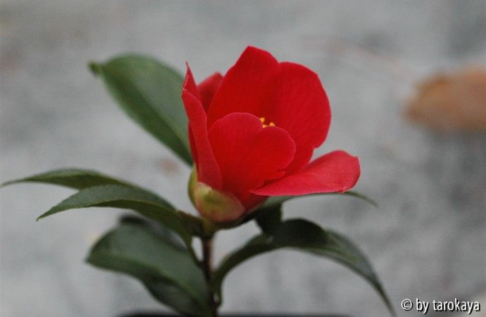 rot tulpenförmig