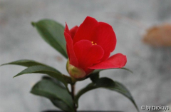 rot tulpenförmig