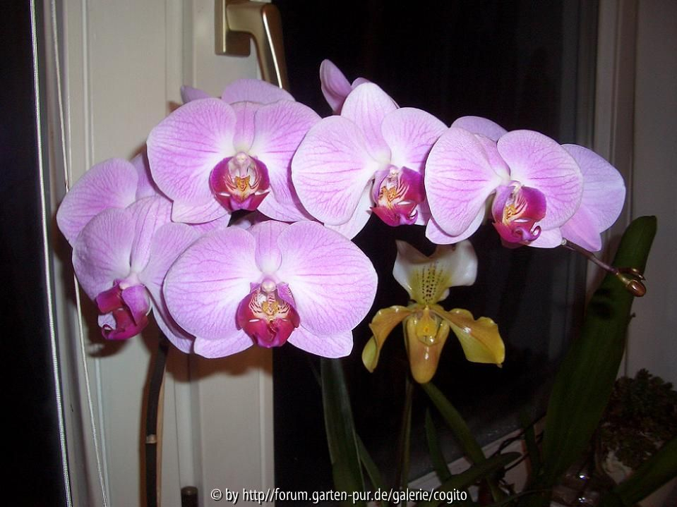Orchidee