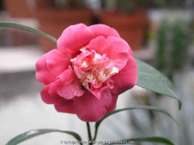 Camellia jap. Tiki 09