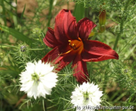 Hemerocallis 'Scotland'
