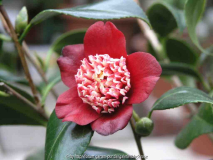 Camellia Japonica Lipstik09