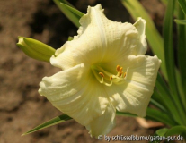 Hemerocallis 'Joan Senior'