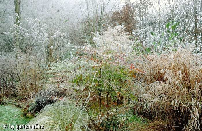 Nandina, Astern und Plattährengras im Winter