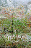 Nandina domestica