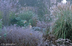 Nebel und Rauhreif im Winter