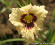 Hemerocallis 'Siloam Uri Winniford'
