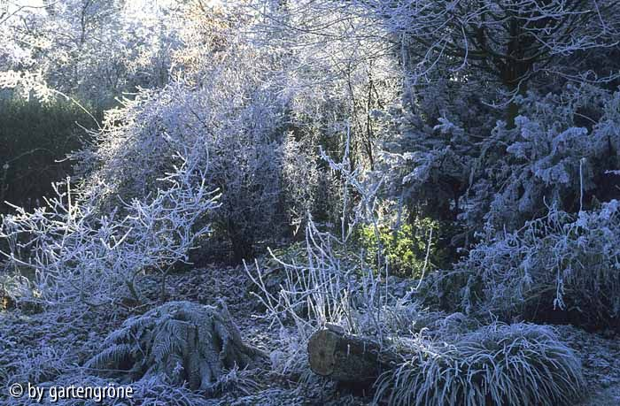 Winter im Beet: Unter den Birnen