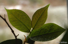 C.granthamiana neutrieb