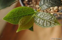 C.granthamiana neutrieb2