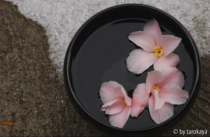 fukurin wabisuke 3 blüten