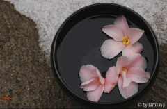 fukurin wabisuke 3 blüten
