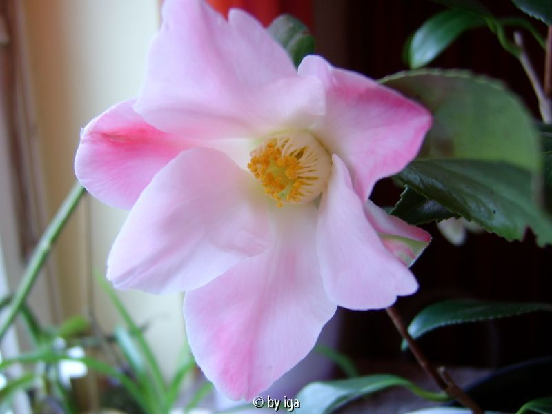 tulip time1