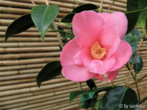 tarokaja3