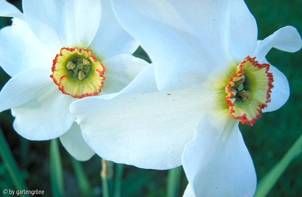 Narciissus poeticus