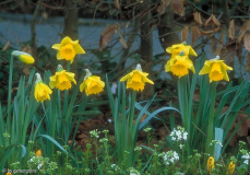 Narcissus Rijnvelds early Sensation