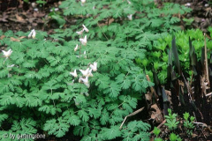 Dicentra cucullaria