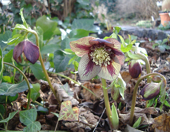 anemone grün/rot 2009