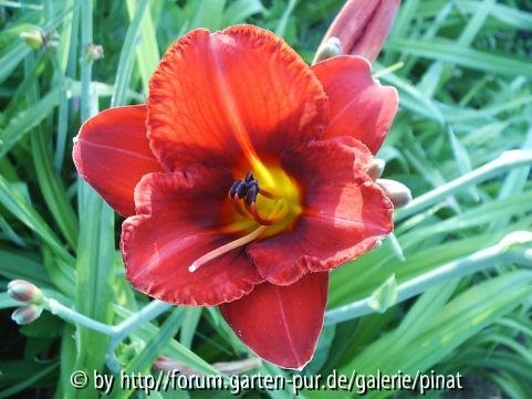 roter Sämling