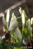 Februar 2009 - Frühlingsboten