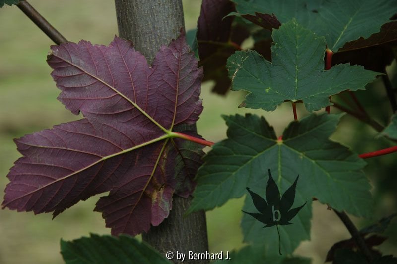 Acer pseudoplatanus f. purpureum