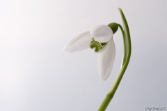 Galanthus - Portrait von unten