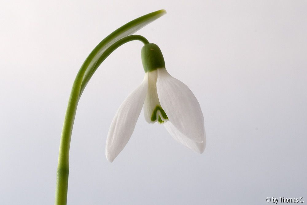 Galanthus - Portrait seitlich