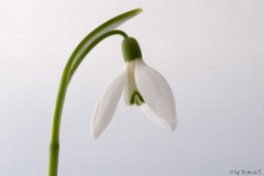 Galanthus - Portrait seitlich