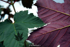 Acer pseudoplatanus f. purpureum