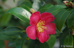 kanjiro2 2/09