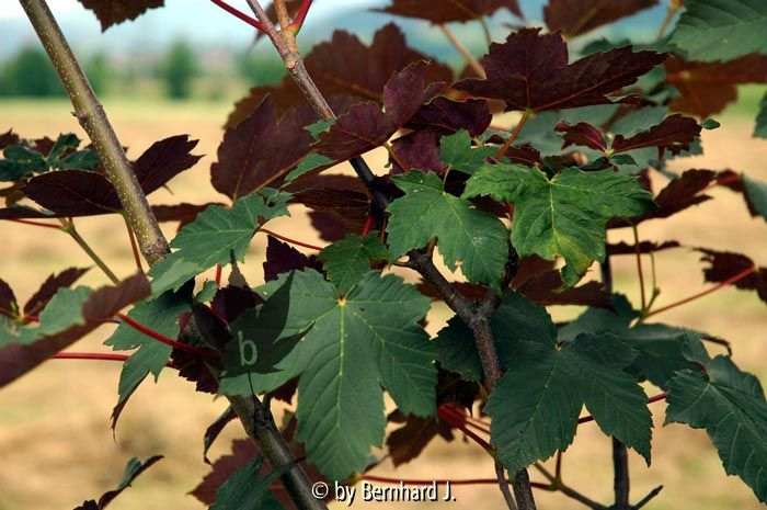 Acer pseudoplatanus f. purpureum